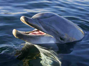 Dolfinarium afbeelding #1