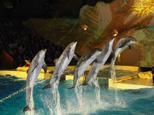 Dolfinarium afbeelding #2